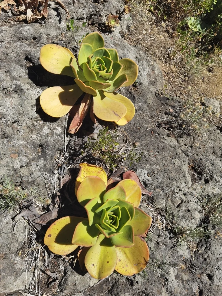 Aeonium Nobile