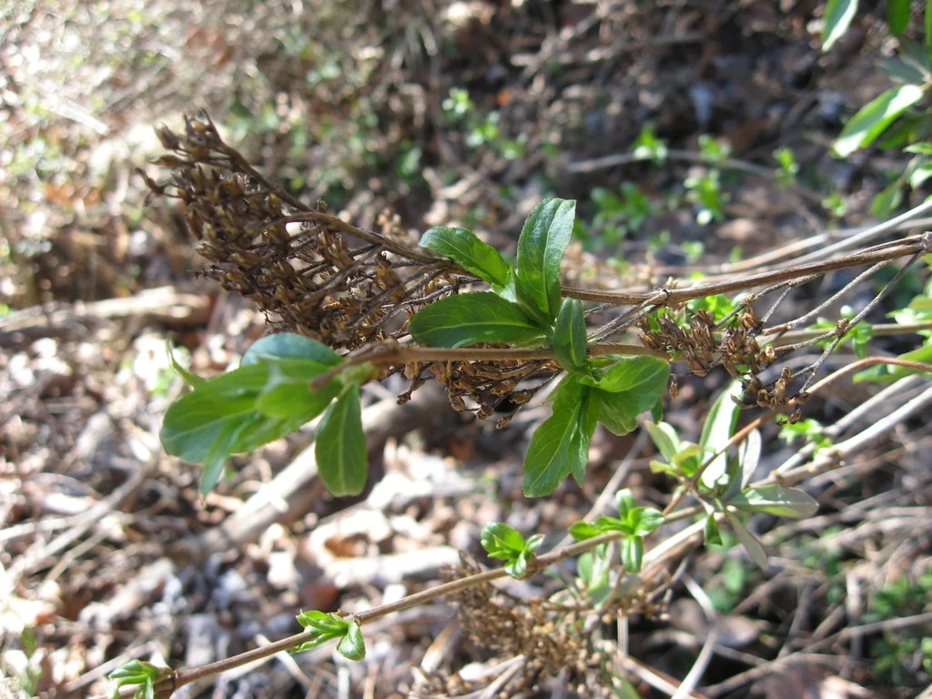 Diervilla rivularis