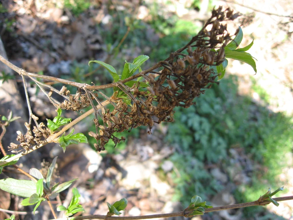 Diervilla rivularis