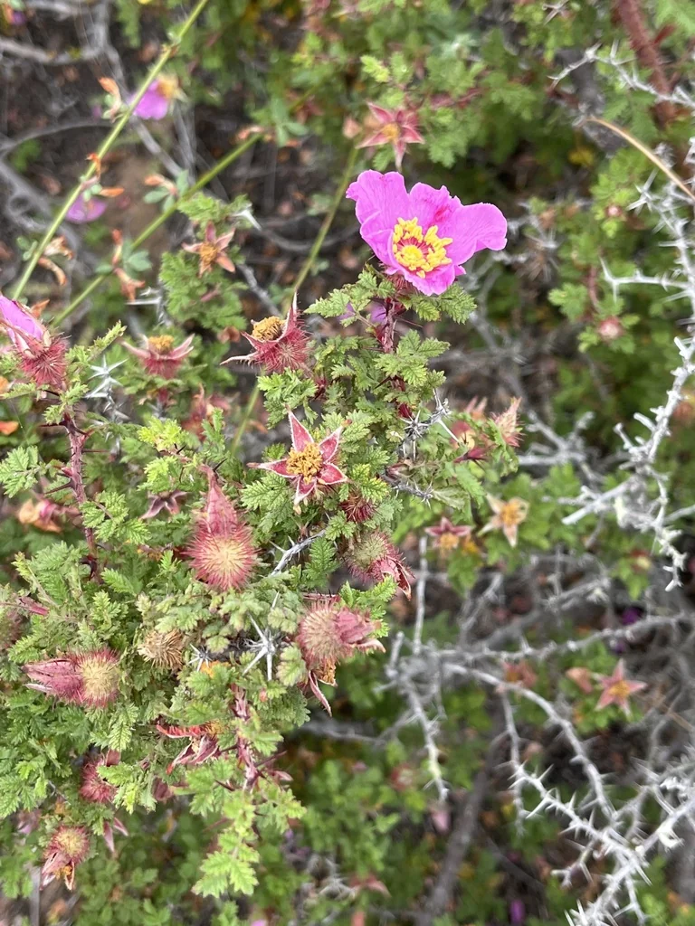 Rosa Minutifolia