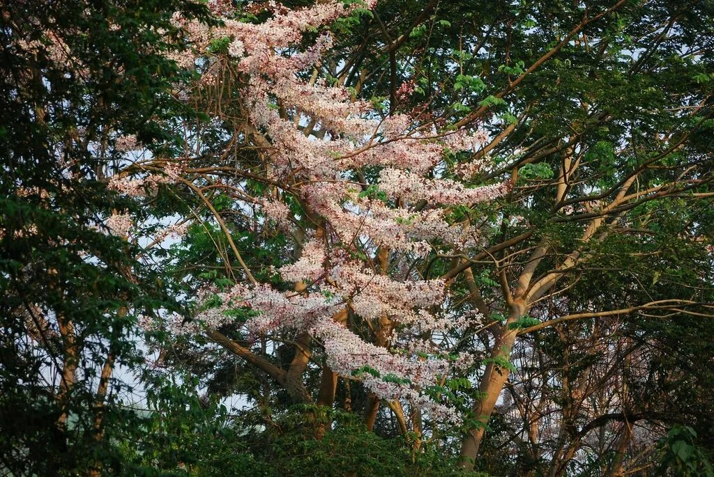 Cassia Bakeriana