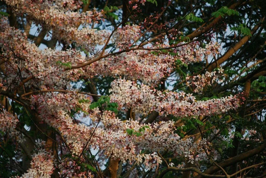 Cassia Bakeriana
