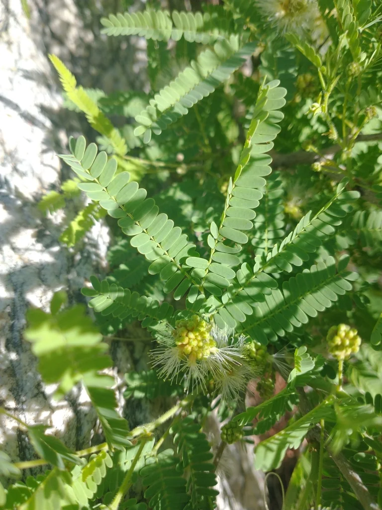 Lysiloma Watsonii
