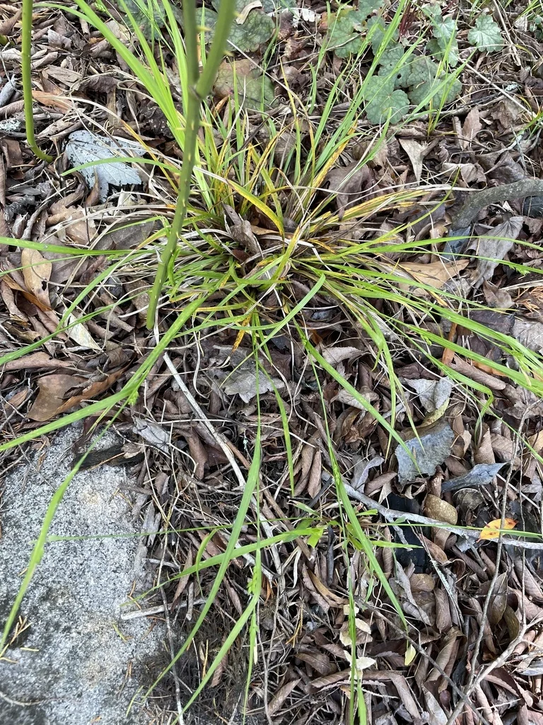 Carex Amphibola