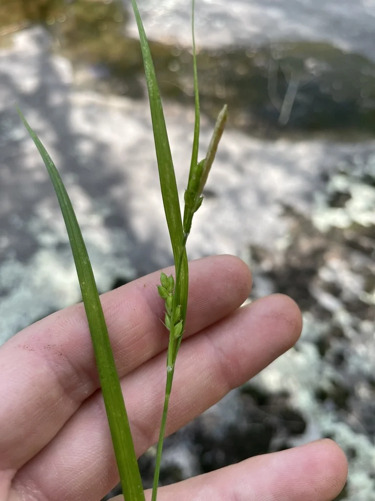 Carex Amphibola