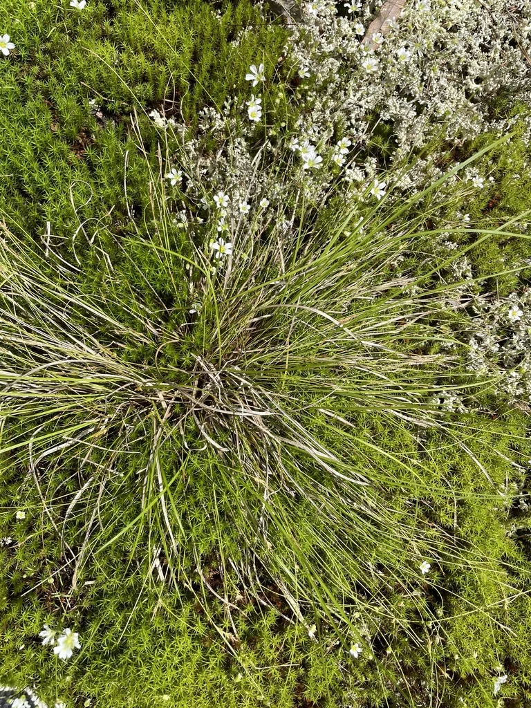 Carex Albicans