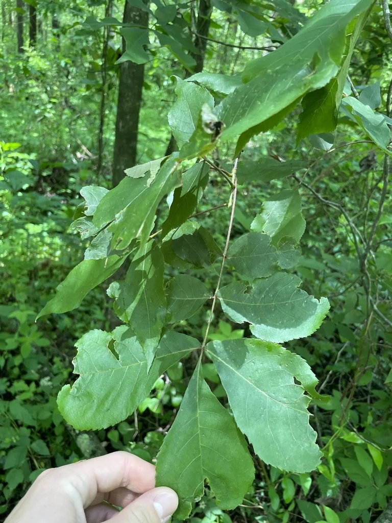 Carya Ovalis