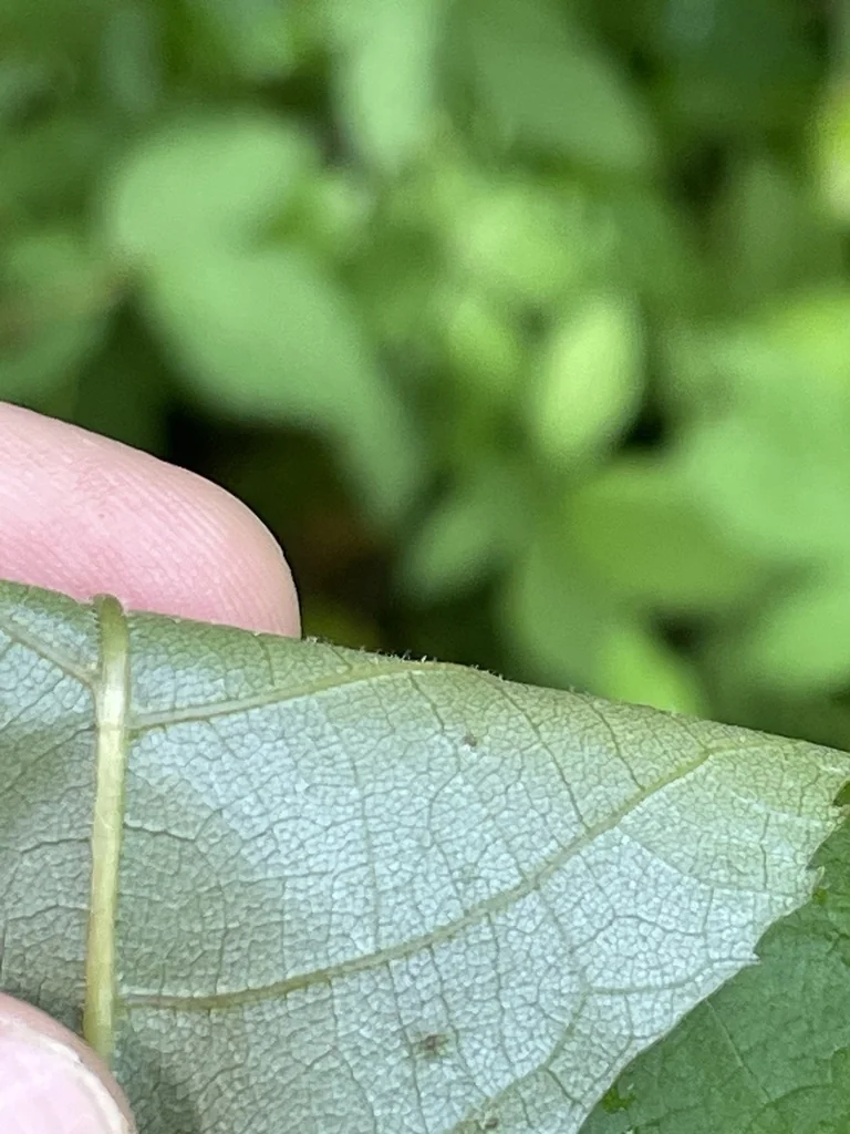 Carya Ovalis