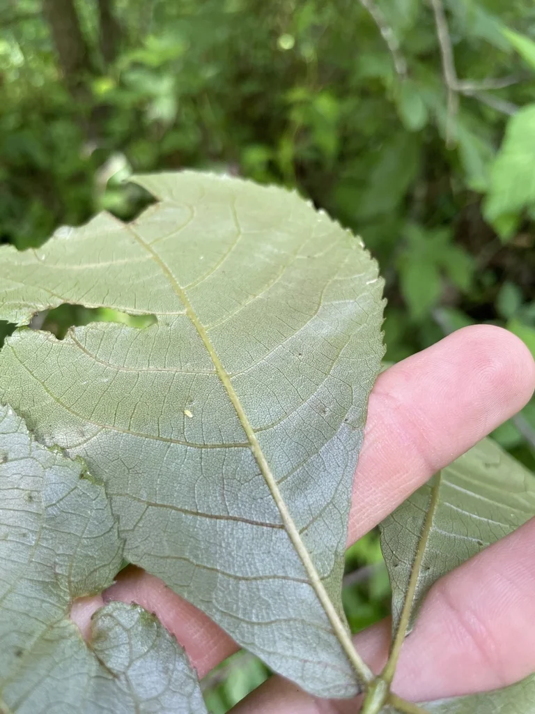 Carya Ovalis
