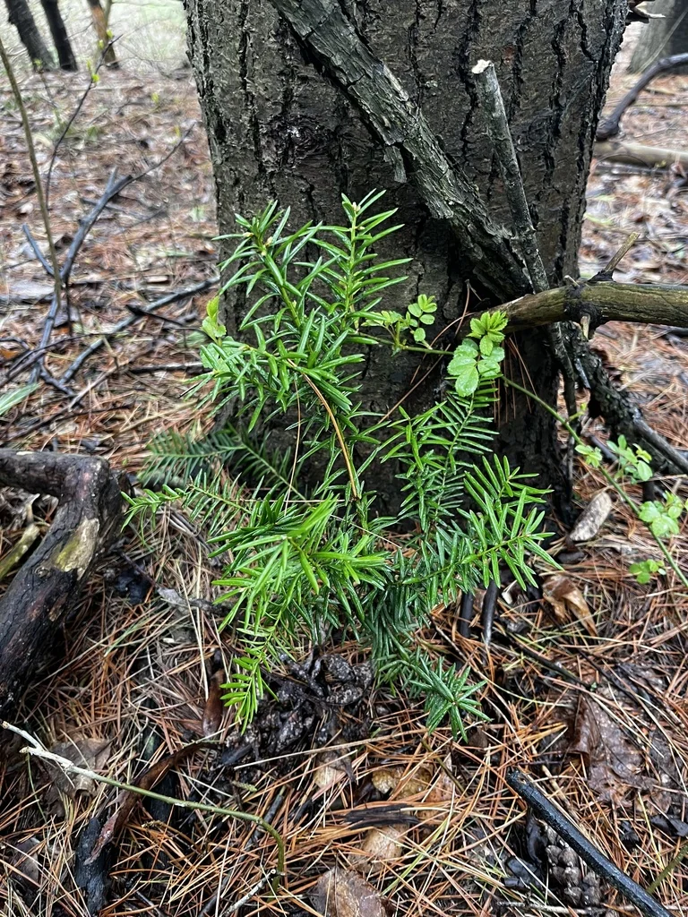 Taxus Cuspidata
