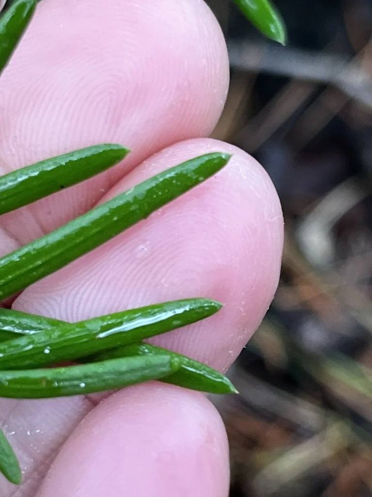 Taxus Cuspidata