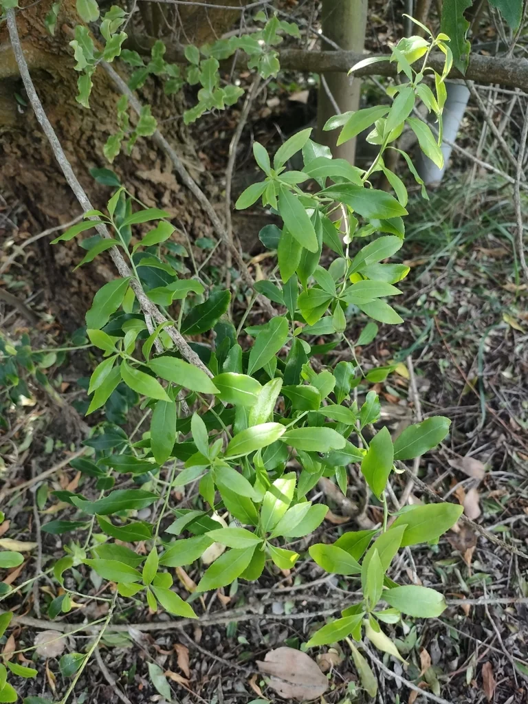 Maytenus Boaria