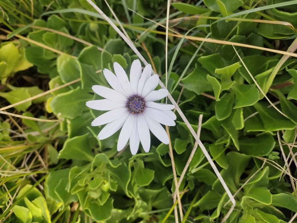 Osteospermum Fruticosum