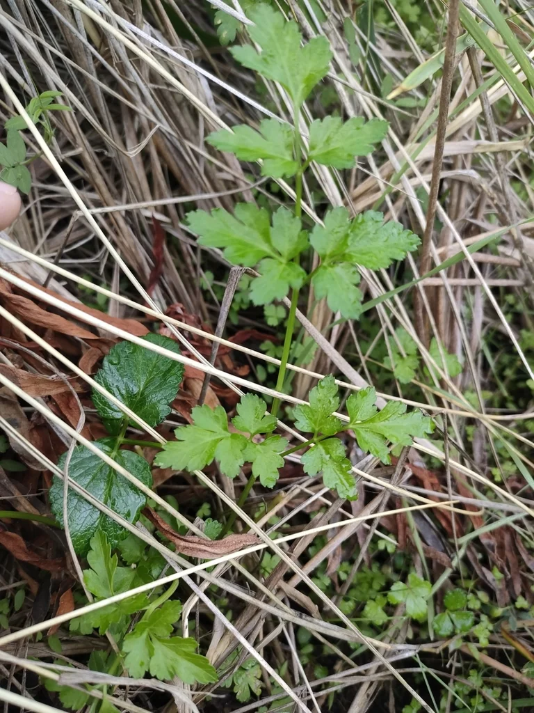 Petroselinum Crispum