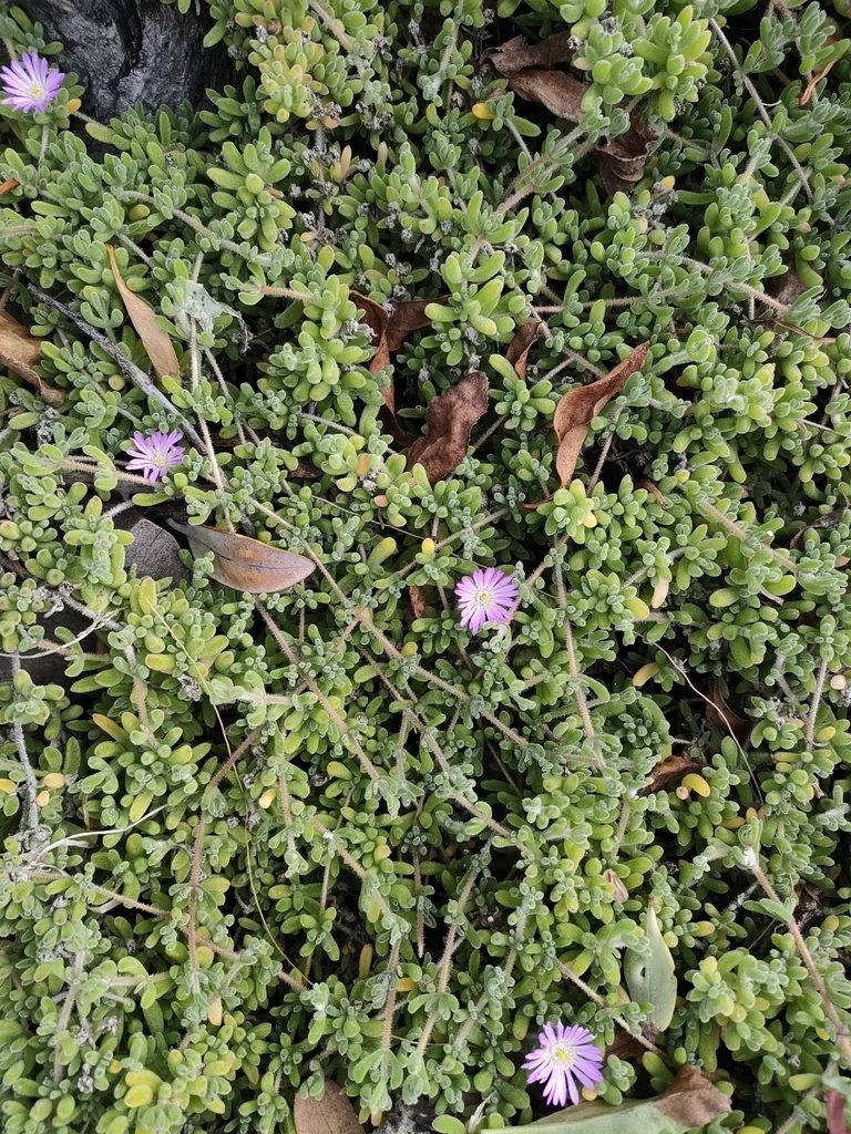 Drosanthemum Floribundum