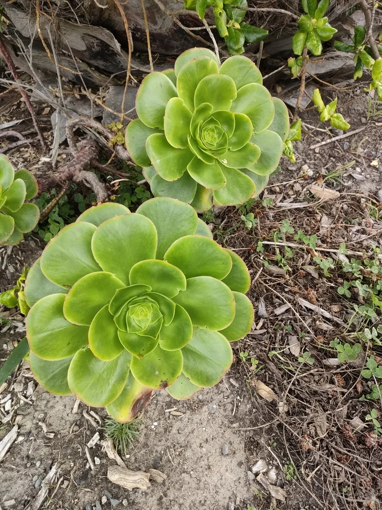 Aeonium Arboreum