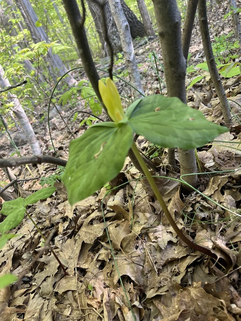 Trillium Luteum