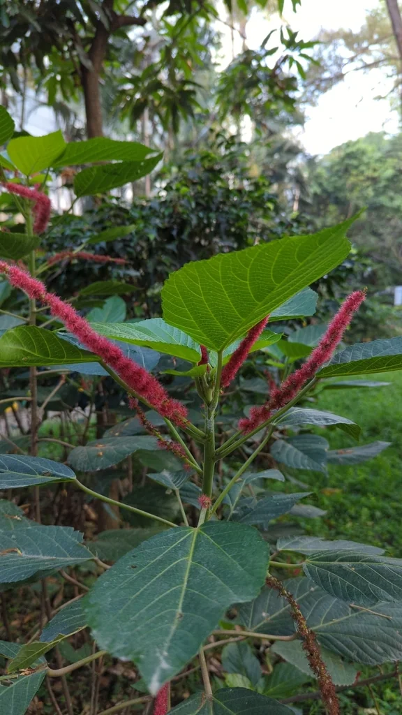 Acalypha hispida