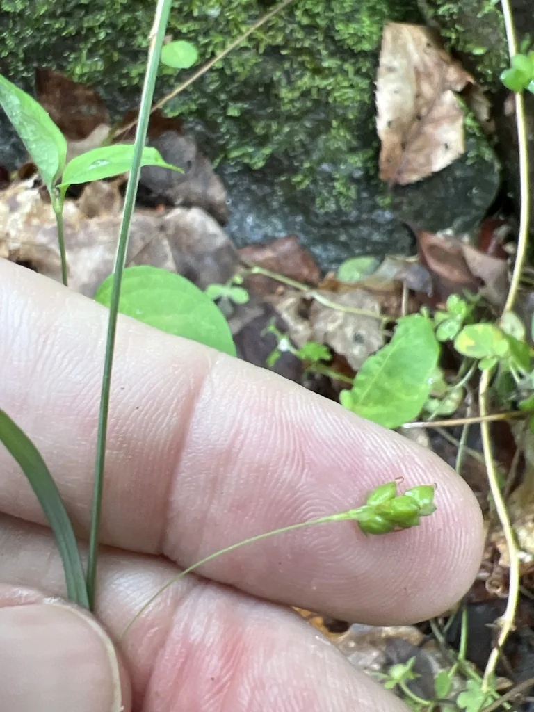 Carex laxiculmis