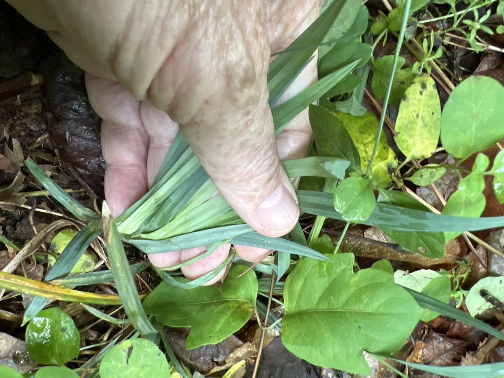 Carex laxiculmis