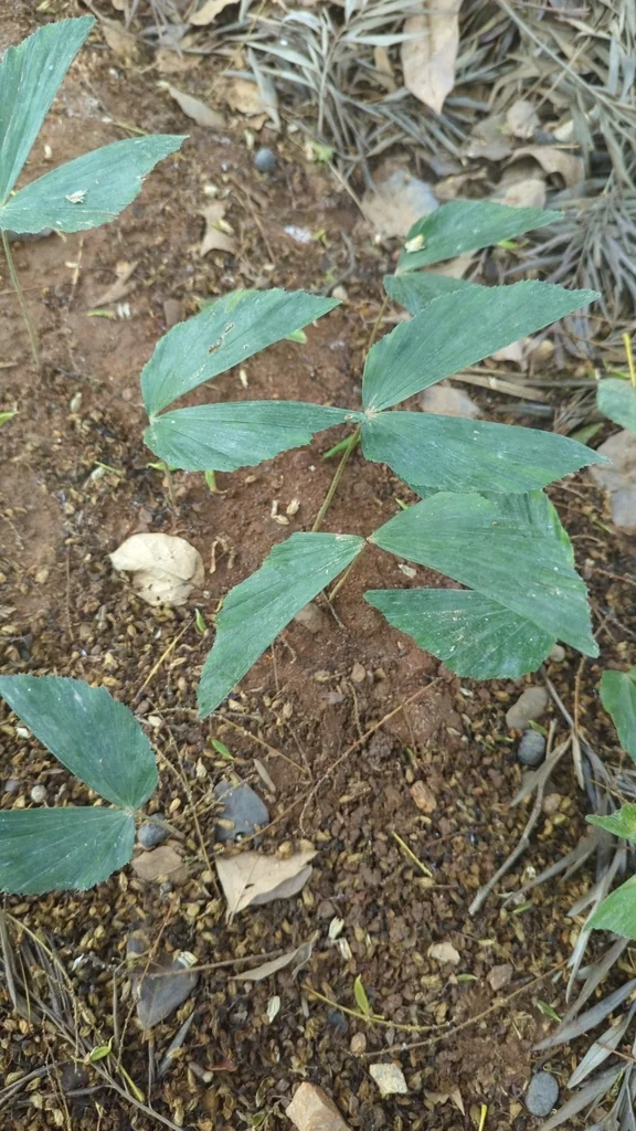 Caryota Urens