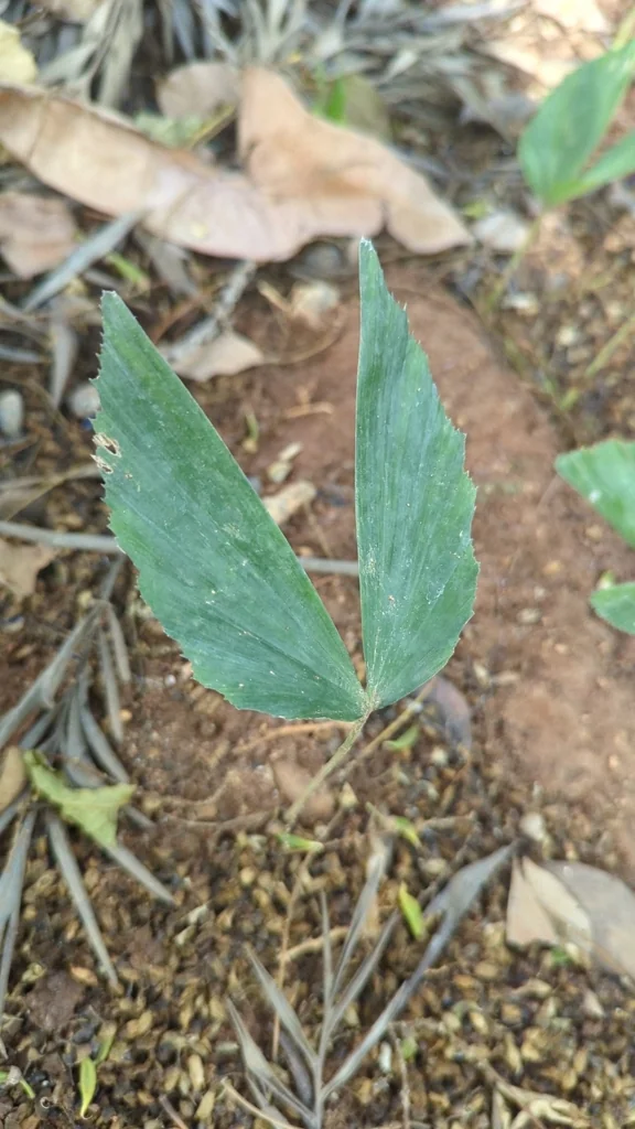 Caryota Urens
