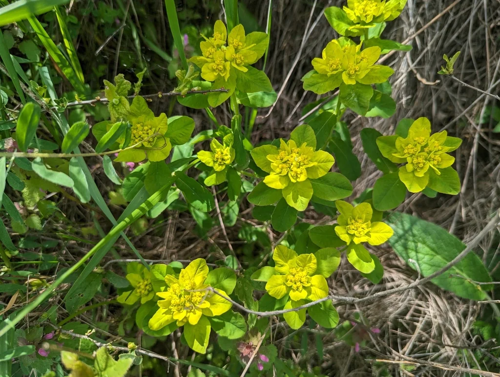 Euphorbia Polychroma