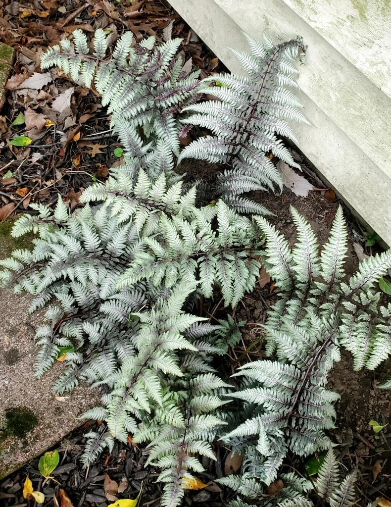 Athyrium Niponicum Var. Pictum