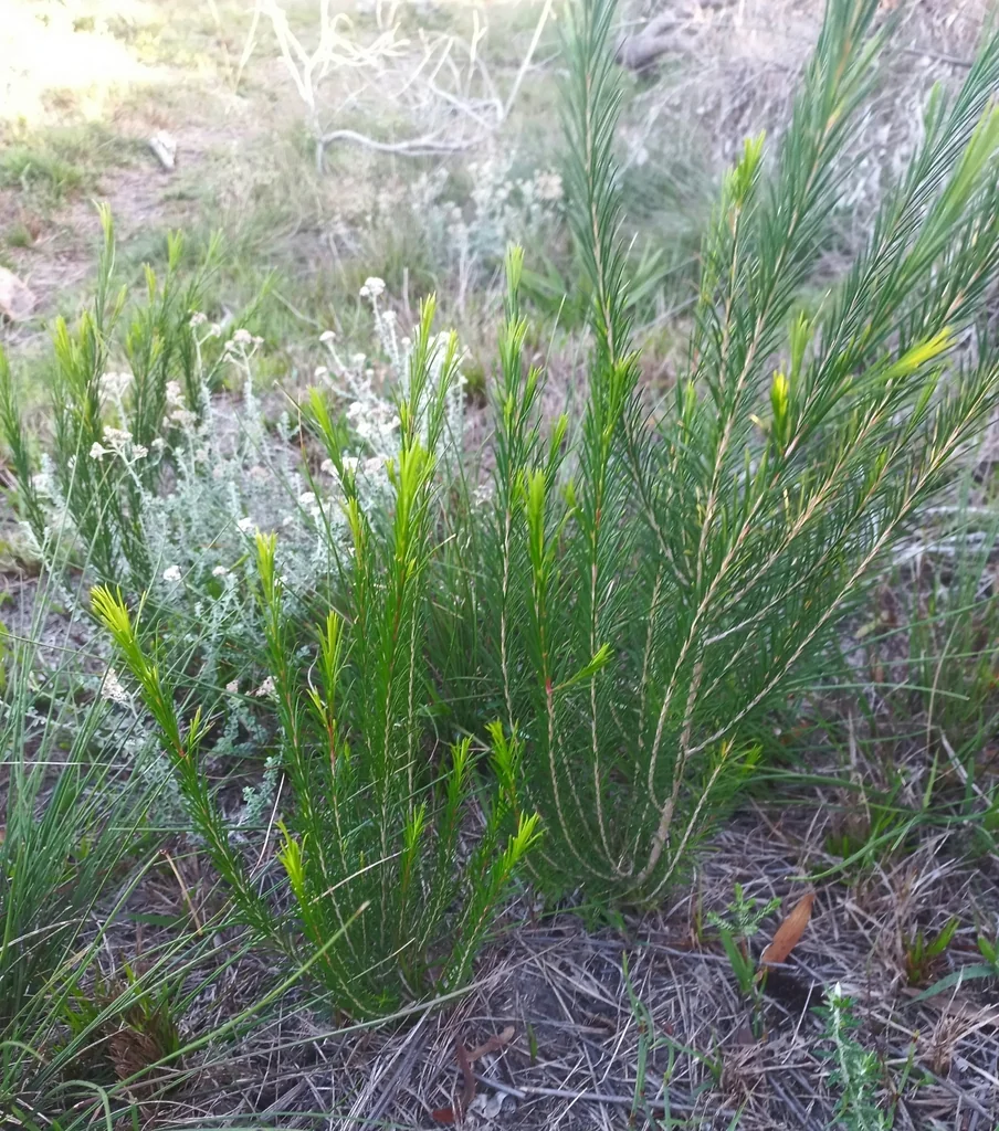 Melaleuca Armillaris