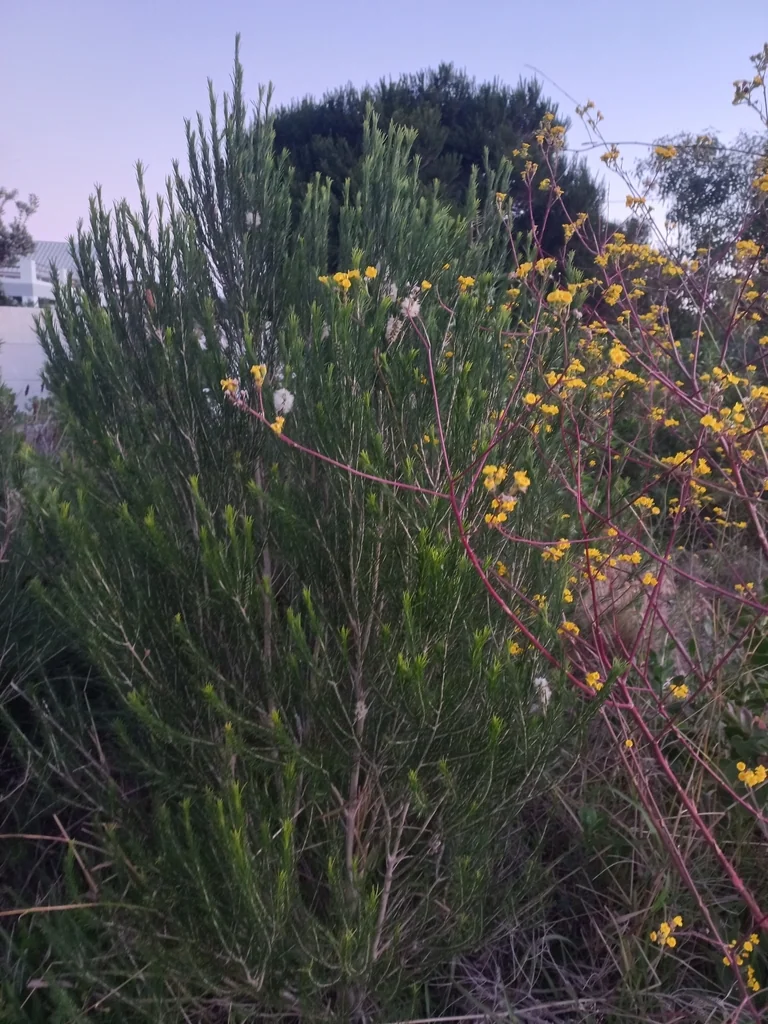 Melaleuca Armillaris