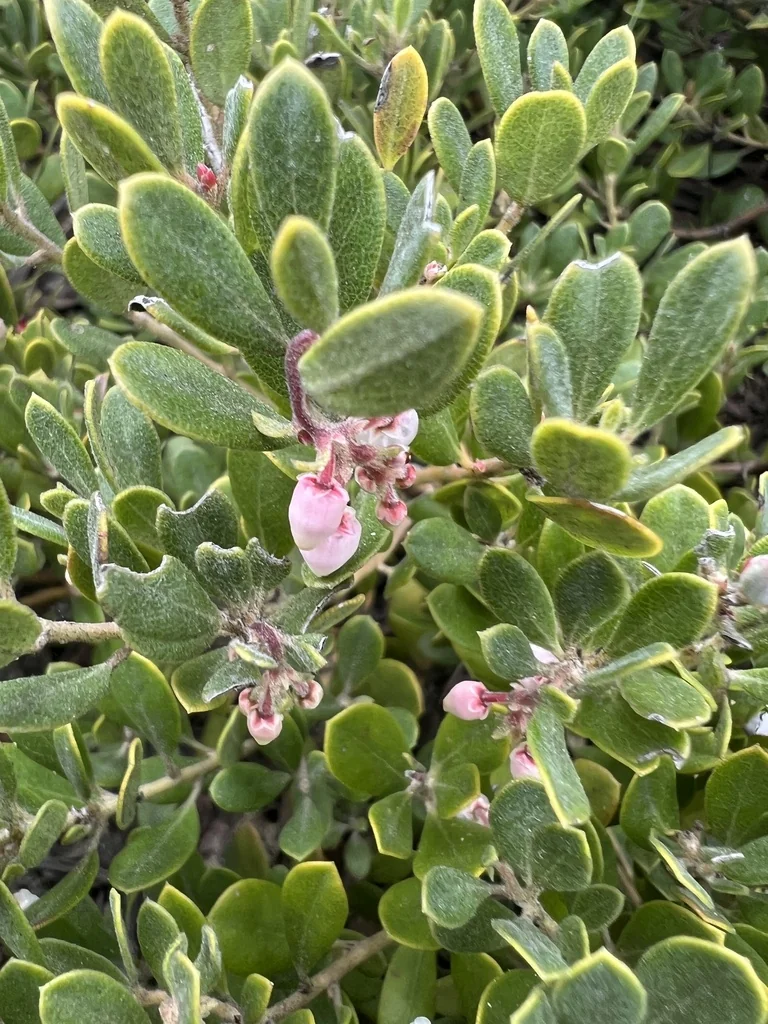 Arctostaphylos Pumila