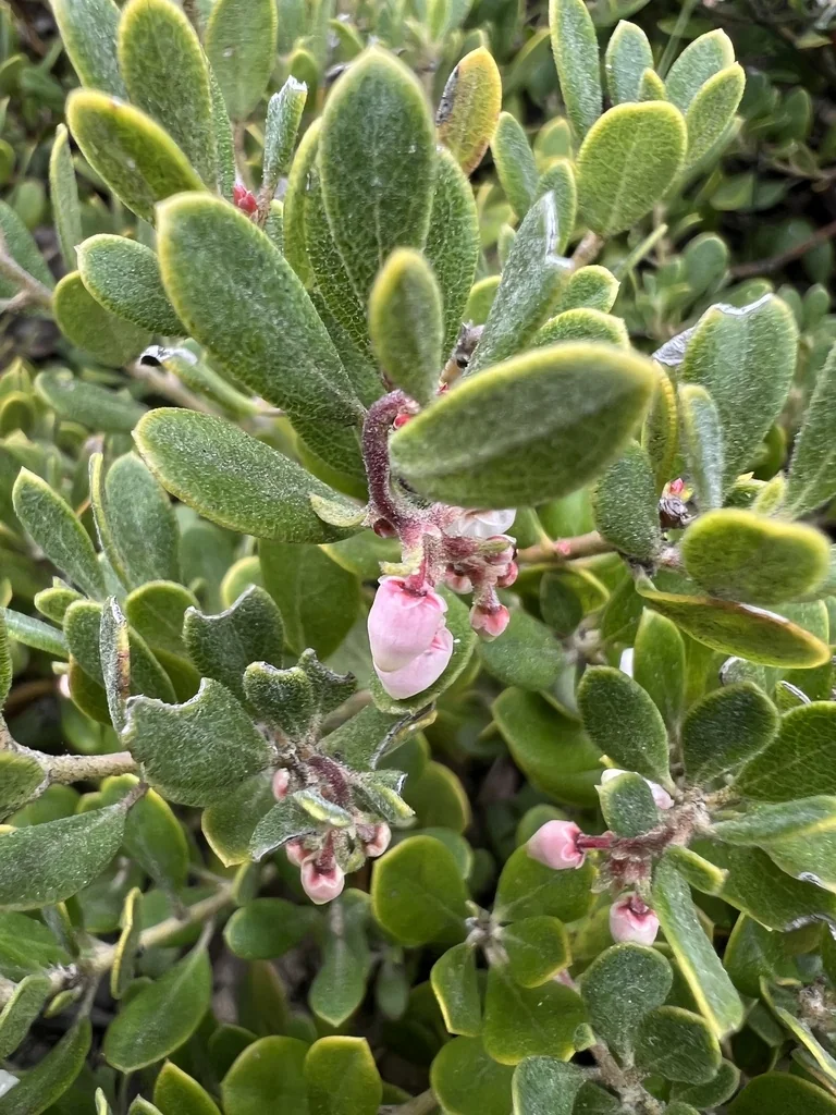 Arctostaphylos Pumila