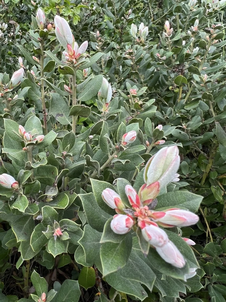 Arctostaphylos Tomentosa