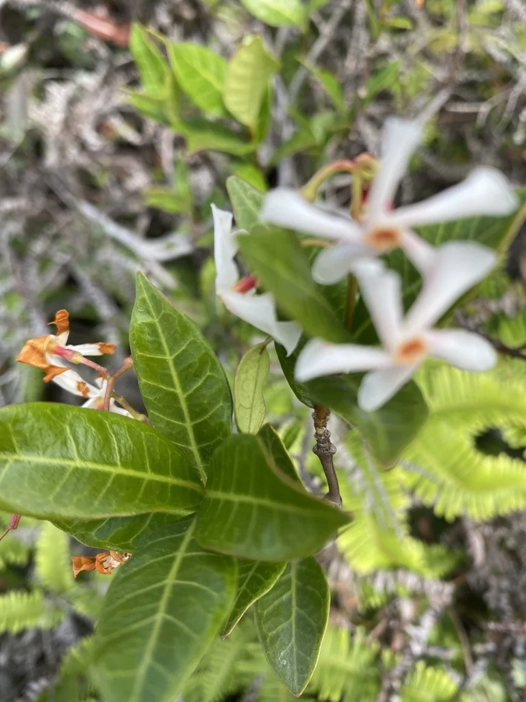 Trachelospermum Asiaticum