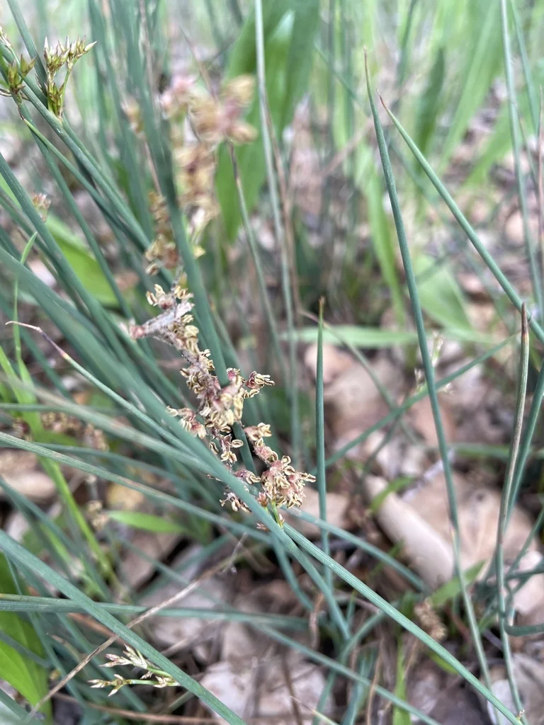 Juncus Patens
