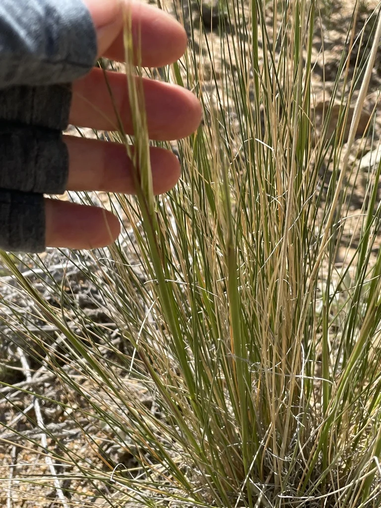Stipa speciosa