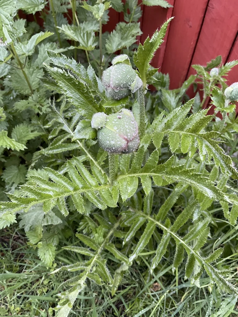 Papaver Orientale