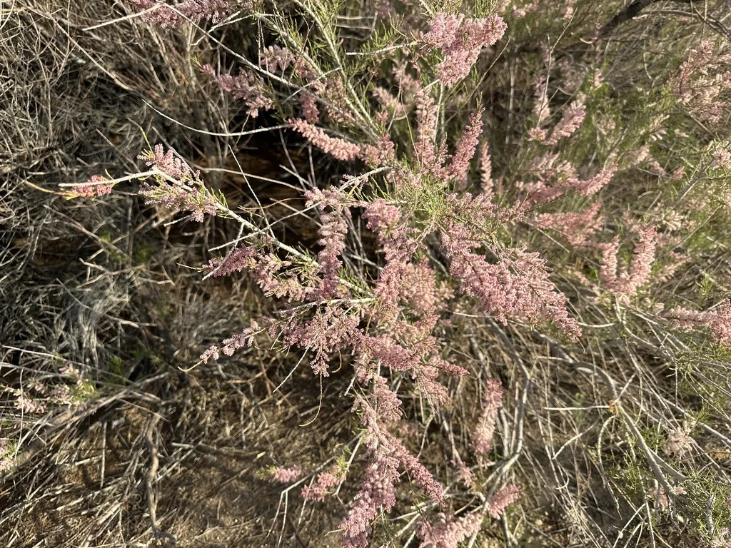 Tamarix Parviflora