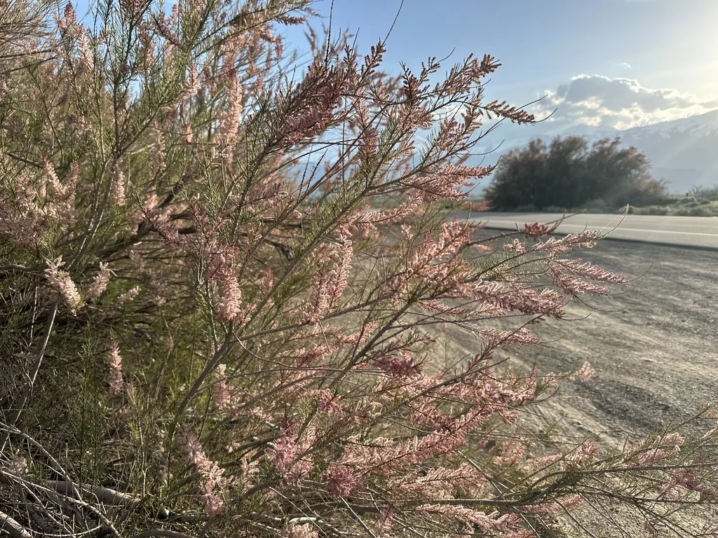 Tamarix Parviflora