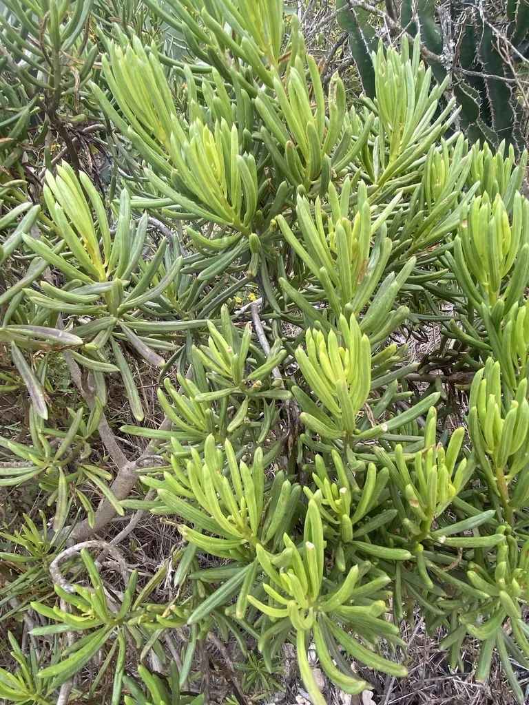 Senecio Barbertonicus
