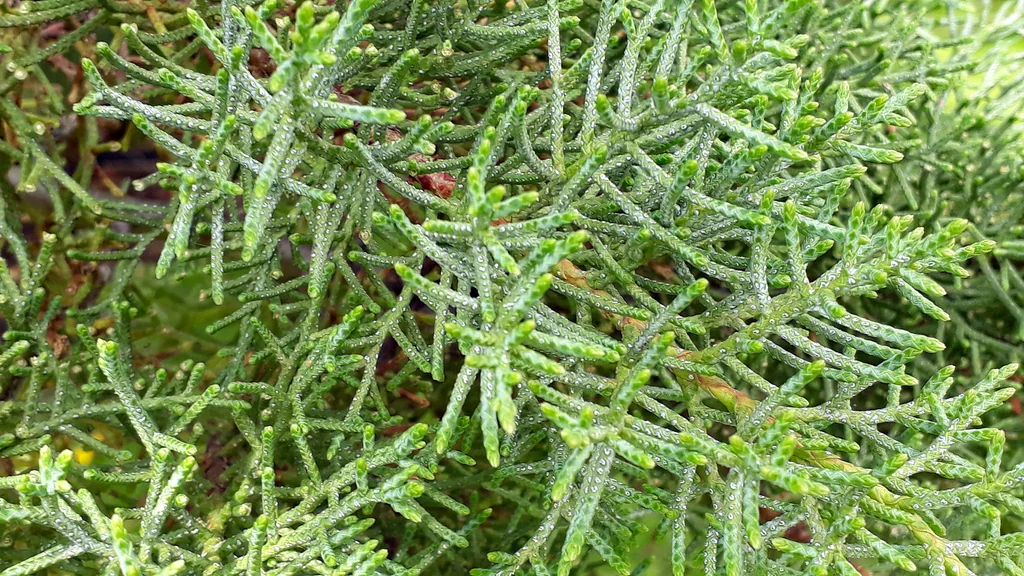 Cupressus Arizonica