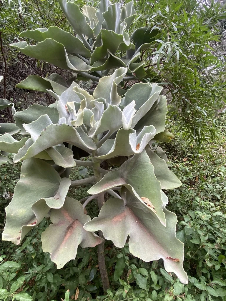 Kalanchoe Beharensis