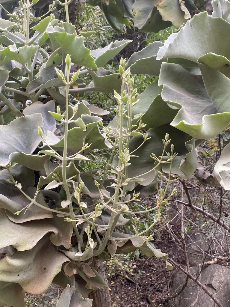 Kalanchoe Beharensis