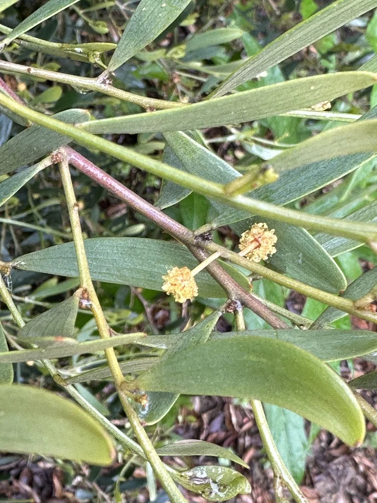 Acacia Redolens