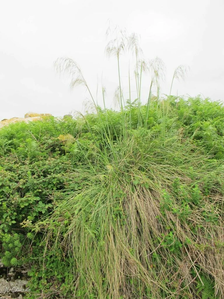 Stipa Gigantea