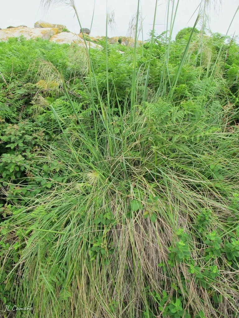 Stipa Gigantea