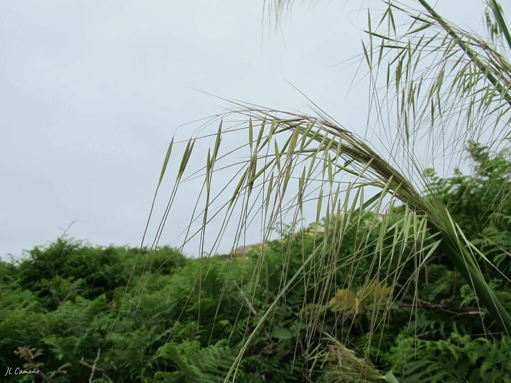 Stipa Gigantea