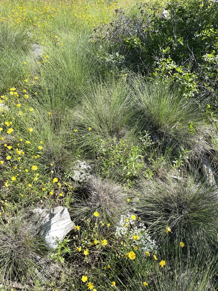 Muhlenbergia Reverchonii