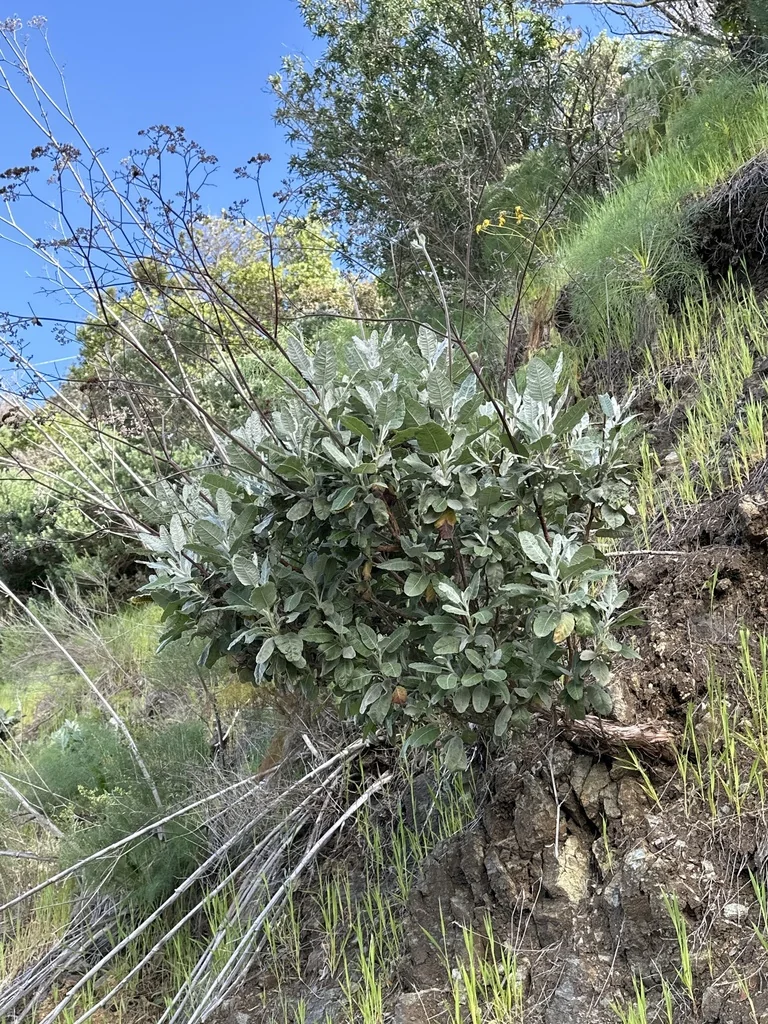 Eriogonum Giganteum