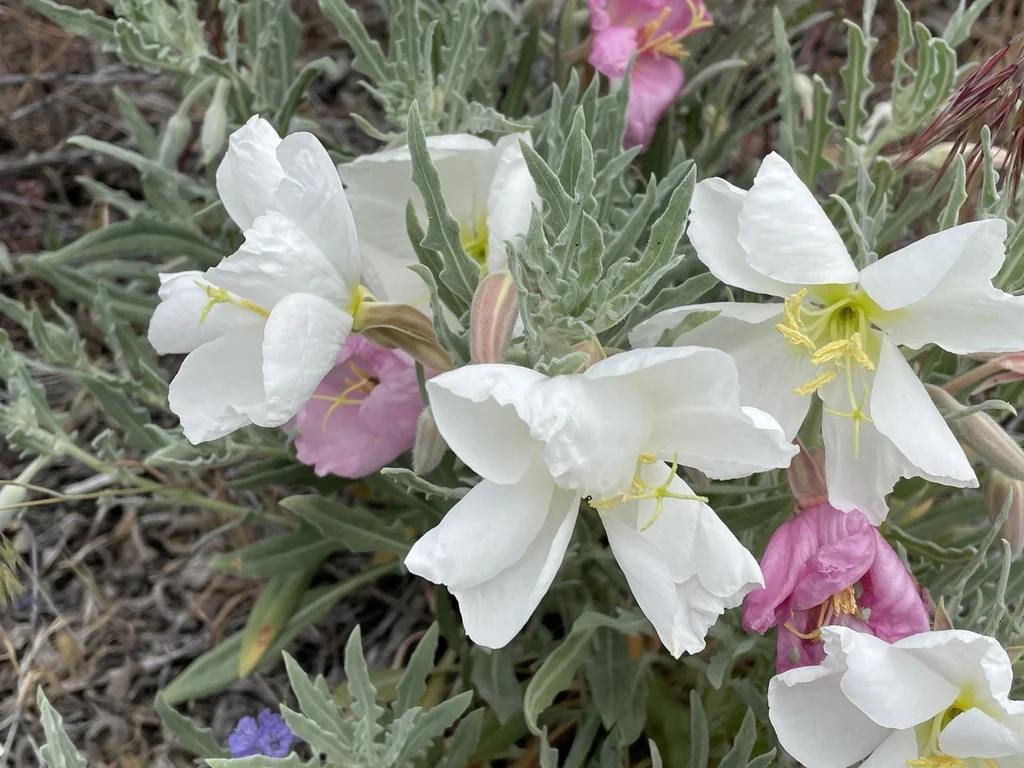 Oenothera californica